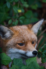 Close-up of a fox hidden in a bush