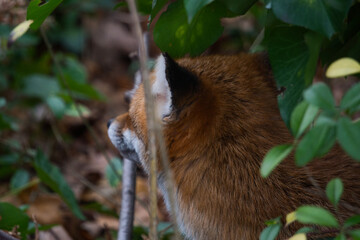 Close-up of a fox hidden in a bush