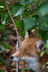 Close-up of a fox hidden in a bush