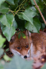 Close-up of a fox hidden in a bush