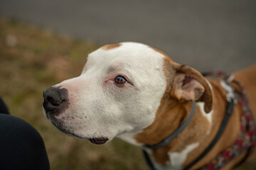 Pitbull dog with white head and orange ears