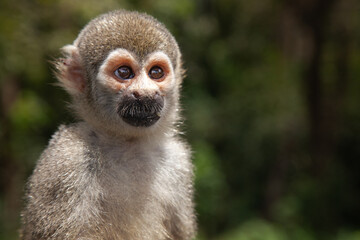 amazon monkey brazil