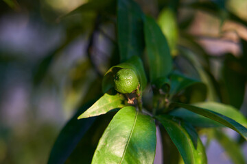 Close up of a small green unripe clementine on the branch in the sun. The citrus fruit is isolated...