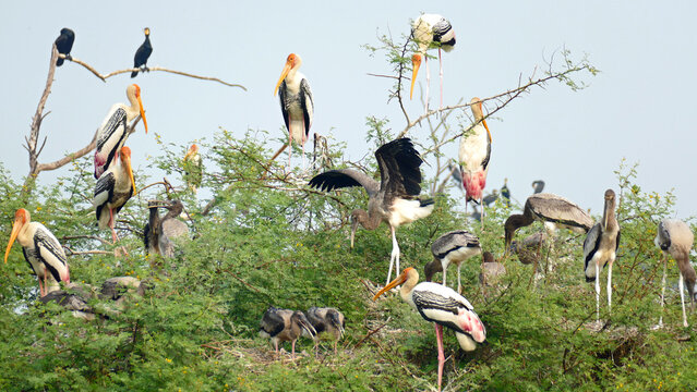 Marabus in a tree with chicks