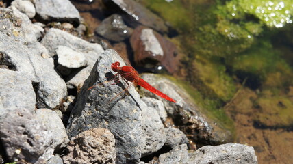 Cape Verde Islands dragonfly by water