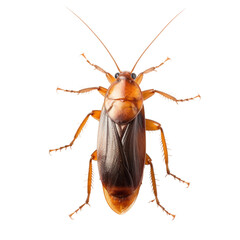 cockroach isolated on white background. With clipping path.