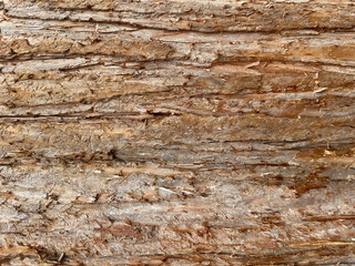 The texture of wood bark with long cracks. Bright brown colors of different sections. Can be a background and textured material