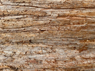 The texture of wood bark with long cracks. Bright brown colors of different sections. Can be a background and textured material