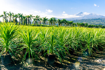 green ananas plantation open air with green field with leaves and plants in pots on foreground and palm trees with beautiful blue cloudy sky above mountains on background