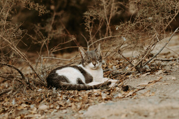Portret kota śpiącego w suchych zaroślach - obrazy, fototapety, plakaty