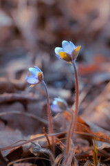 Niebieskie kwiaty, sezon wiosenny, leśne przylaszczki (Hepatica nobilis)  - obrazy, fototapety, plakaty