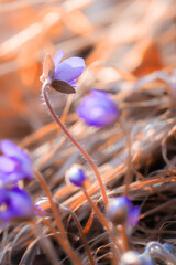 Fioletowe kwiaty, sezon wiosenny, leśne przylaszczki (Hepatica nobilis)  - obrazy, fototapety, plakaty