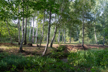 Fototapeta premium trees in the forest