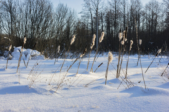 Cattail on a frozen swamp in February in central Russia