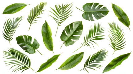 Behang Tropische bladeren Set of Tropical leaves isolated on white background.