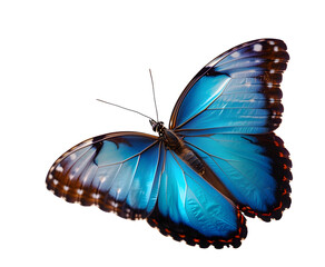 Beautiful blue butterfly in full body close-up portrait, flying with grace. .