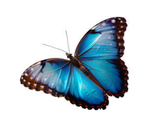 Beautiful blue butterfly in full body close-up portrait, flying with grace. .