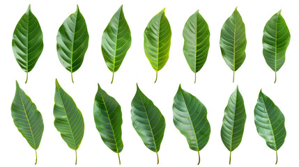 Set of Tropical leaves isolated on white background.