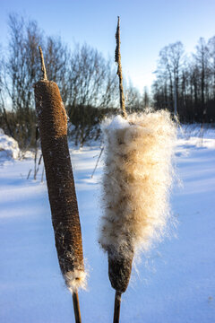 Cattails fluff up in winter, spreading their seeds