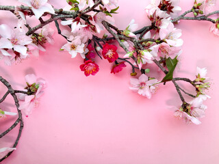 Blossoming almond and red plum flowers on a pink paper background. Copy-space for your text. A fresh and delightful image capturing nature's beauty