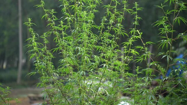Wild marijuana plants as they bloom in their natural habitat, showcasing the lush green foliage and vibrant buds of this medicinal herb thriving in the untouched wilderness