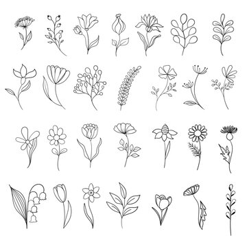 A set of hand drawn flowers and herbs. Flat linear plants on white background. Botanical design elements.
