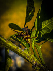 Wasp on a leaf