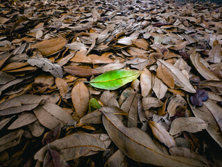 leaves on the ground
