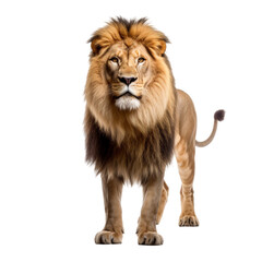 Obraz premium lion isolated on white background. With clipping path.