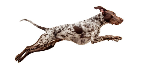 Dog German Kurzhaar jumps in the air, the dog runs and chases the prey, isolated on a transparent background