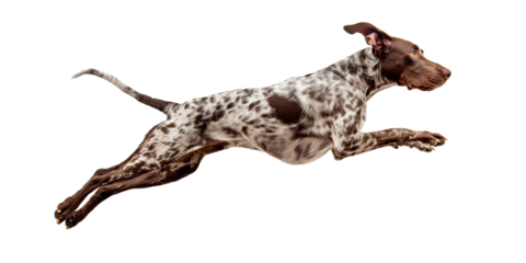 Dog German Kurzhaar jumps in the air, the dog runs and chases the prey, isolated on a transparent background