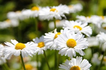 Pharmacy chamomile in a clearing. Chamomile flower natural background
