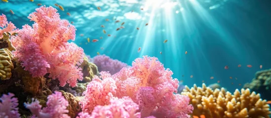 Fotobehang Pink hard coral (Acropora Nasuta) on a tropical reef, underwater scene. © 2rogan
