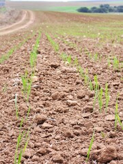 wheat seedlings growing in the ground, closeup of photo