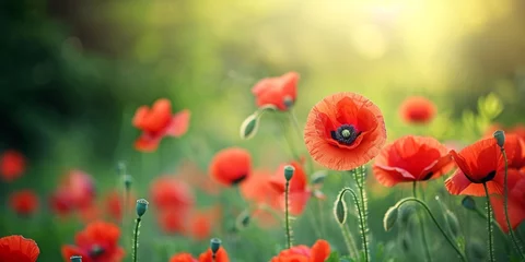 Gardinen A field of vibrant red poppies blooming amidst greenery under the soft glow of sunlight. © Sandris