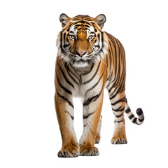 tiger isolated on white background. With clipping path.