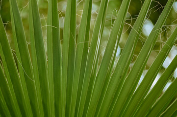 The green leaf of a tropical palm tree.