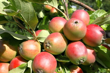 Green and red apples. Plenty of fruit from the apple tree.  © Martin of Sweden