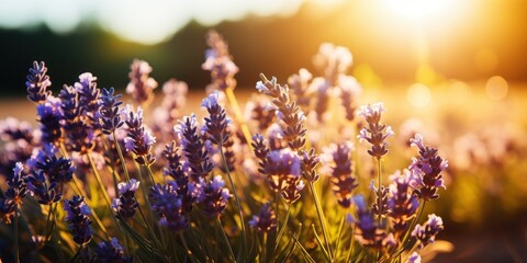 A sprawling field of lavender flowers with the bright sun shining in the background.