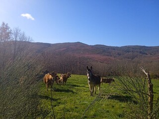 Vacas y caballos en la montaña de Lugo, Galicia