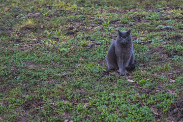 Graue Katze auf Feld
