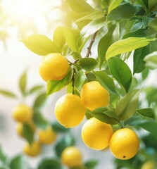 Lemon tree with ripe lemons on the tree. Generative AI.