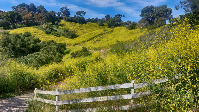 Mustard plants on rolling hills.