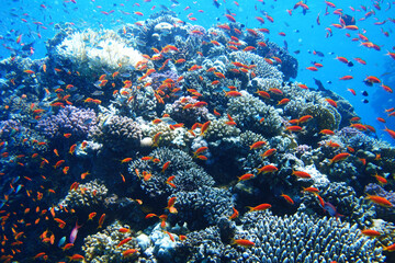 Red sea coral reef diving background. Underwater world scuba dive experience. Small little orange...