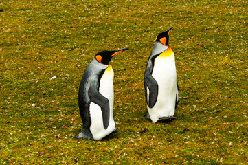 king penguins at the Falkland Islands