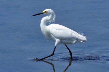 Snowy egret.