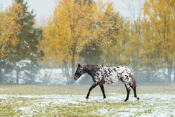 Appaloosa horse on a foggy morning in autumn - 736545960