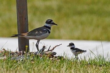 Killdeer with a chick.