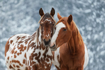 Two lovely horses in winter - 736546119