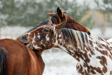 Two lovely horses in autumn